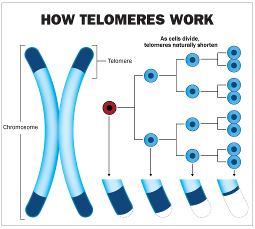 100814-REM-Telometer-shortening