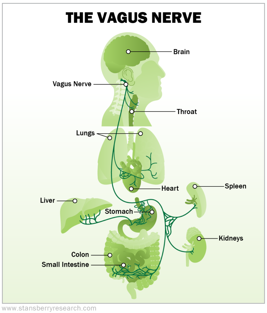 Your Body's Essential Superhighway That You've Never Heard Of – Health ...