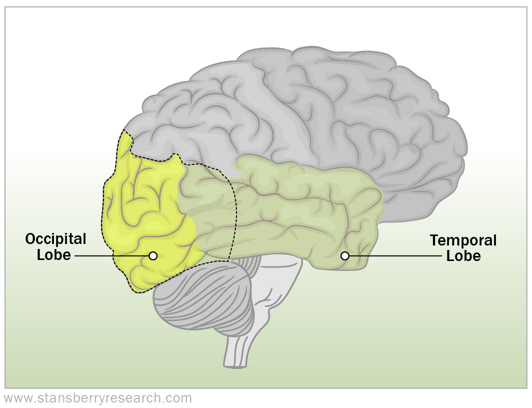 Your Changeable Brain, Part II – Health and Wealth Bulletin